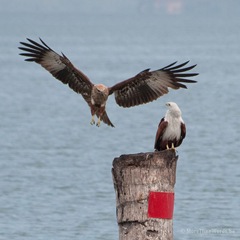 vogels